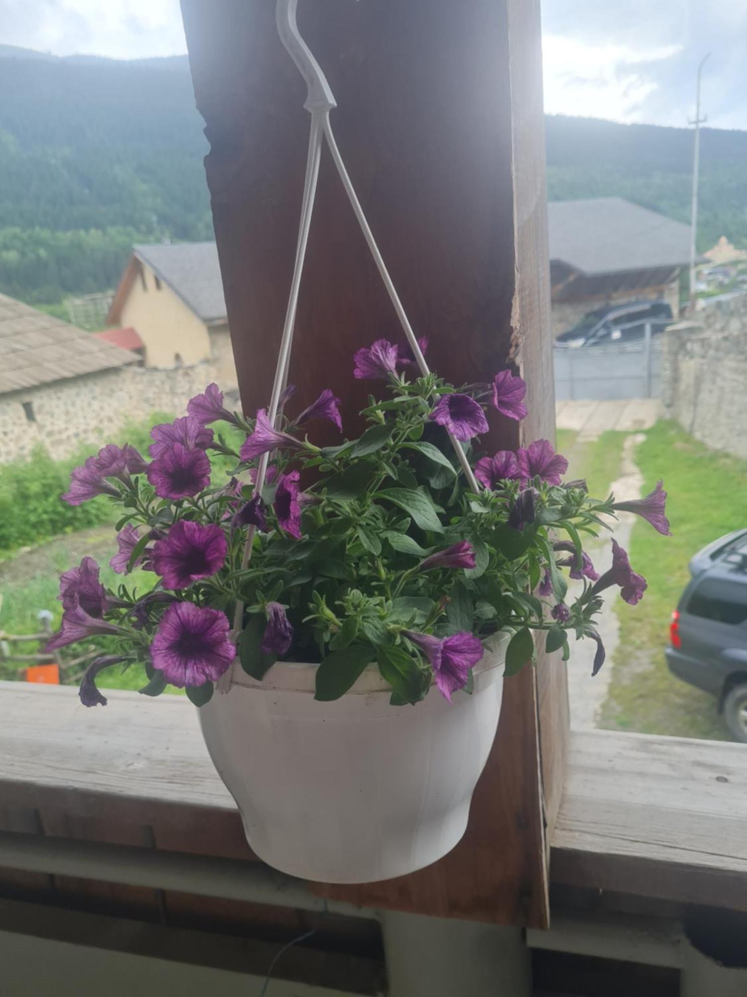 Guest House Goshtela Mestia Zewnętrze zdjęcie